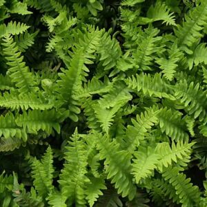 Polypodium vulgare ---